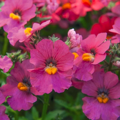 Nemesia Sunsatia Plus &#039;Ciruela&#039; / Vörösbegyvirág