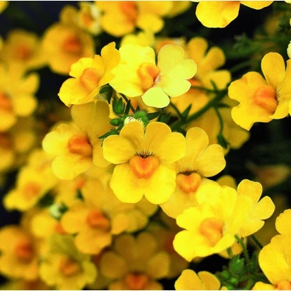 Nemesia Sunsatia Plus &#039;Pomelo&#039; / Vörösbegyvirág