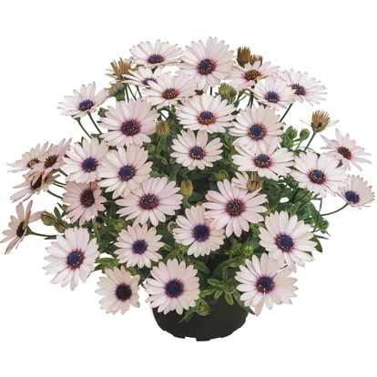 Osteospermum SUMMERSMILE &#039;Rosy White&#039; / Cseppecskevirág