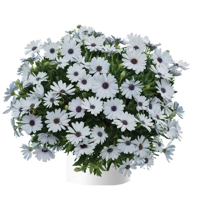 Osteospermum ecklonis &#039;Osticade Pure White&#039; / Cseppecskevirág