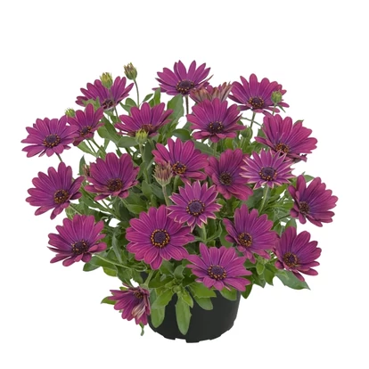 Osteospermum SUMMERSMILE &#039;Magenta&#039; / Cseppecskevirág