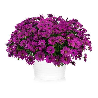 Osteospermum ecklonis &#039;Osticade Purple&#039; / Cseppecskevirág