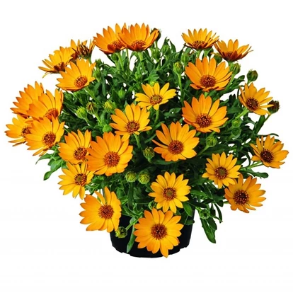 Osteospermum SUMMERSMILE &#039;Orange&#039; / Cseppecskevirág