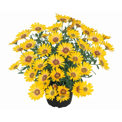 Osteospermum SUMMERSMILE &#039;Yellow Punch&#039; / Cseppecskevirág