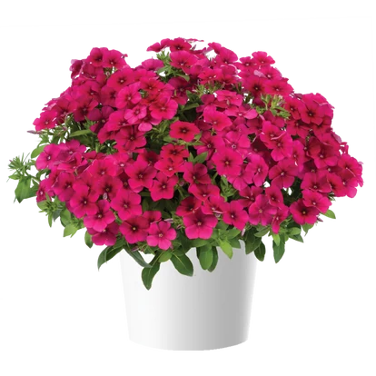 Phlox PHLOXSTAR 'Magenta' / Lángvirág