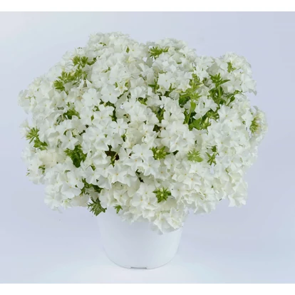Phlox PHLOXSTAR 'White' / Lángvirág
