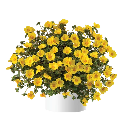 Portulaca Mega Pazzaz Gold / Porcsinrózsa