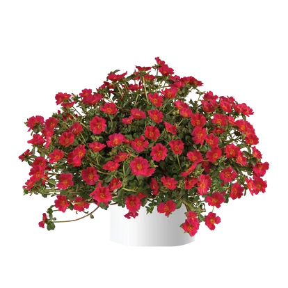 Portulaca Mega Pazzaz Dark Pink / Porcsinrózsa