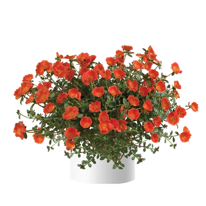 Portulaca Mega Pazzaz Orange / Porcsinrózsa