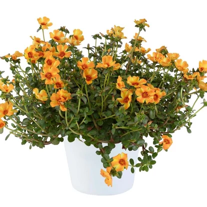 Portulaca Mega Pazzaz Mango Twist / Porcsinrózsa