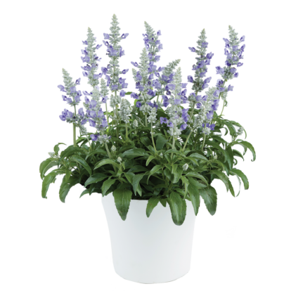 Salvia farinacea 'Sallyfun Blue Ice' / Lisztes zsálya