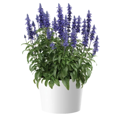 Salvia farinacea 'Sallyfun Blue Lagoon' / Lisztes zsálya