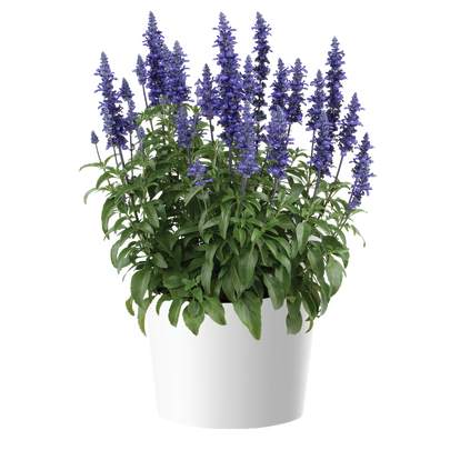 Salvia farinacea 'Sallyfun Blue Lagoon' / Lisztes zsálya