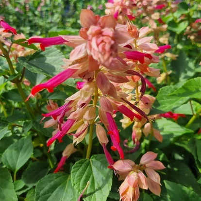 Salvia hybrida Rockin &#039;Red Flamingo&#039; / Zsálya