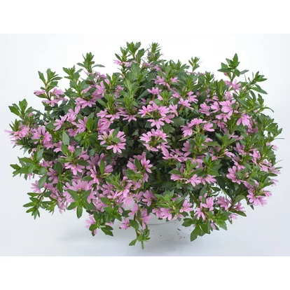 Scaevola Pink Blessing / Legyezővirág