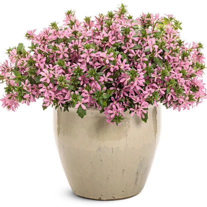 Scaevola Stardiva Pink Star / Legyezővirág