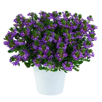 Scaevola Indigo Touch / Legyezővirág