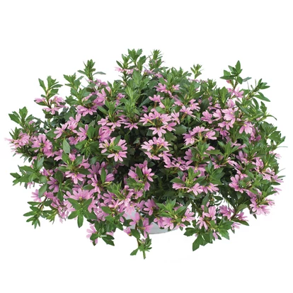 Scaevola Pink Blessing / Legyezővirág