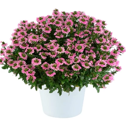 Scaevola Baby Pink Touch / Legyezővirág