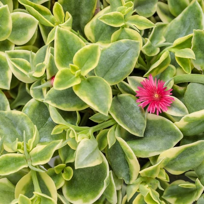 Aptenia cordifolia &#039;Variegata&#039; / Jegecske