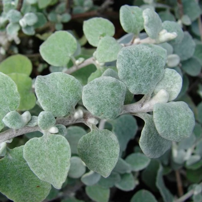 Helichrysum Silver / Kereklevelű szalmagyopár