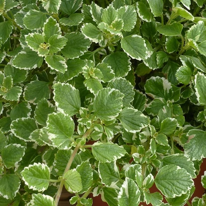 Plectranthus Coloides / Szúnyogűző, illatos kakassarkantyú