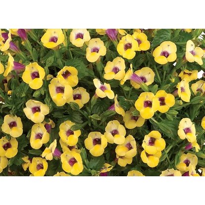 Torenia Yellow Moon / Torénia