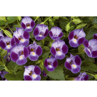 Torenia Purple Moon / Torénia