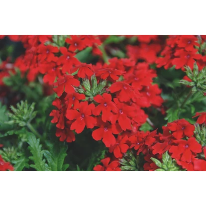 Verbena Vepita Scarlet / Kerti verbéna