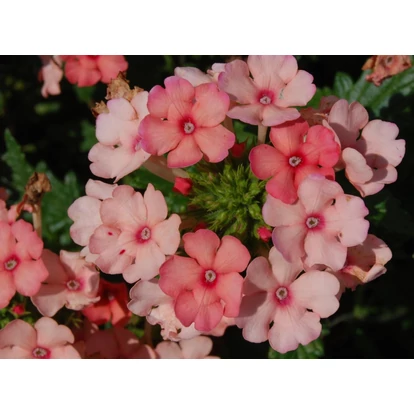 Verbena Vepita Peach / Kerti verbéna