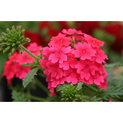 Verbena Vepita Hot Pink / Kerti verbéna