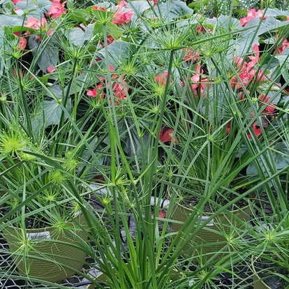 Cyperus prolifer &#039;Cleopatra&#039; / Törpe vízipálma