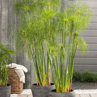 Cyperus papyrus 'Nofretete' / Törpe papírusz