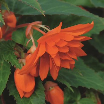 Begonia Belleconia Hot Orange / Telt virágú begónia