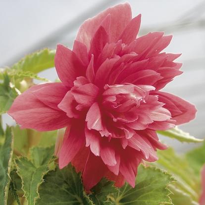 Begonia Belleconia Rose / Telt virágú begónia