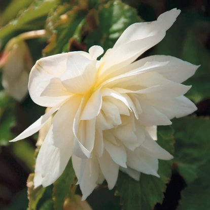 Begonia Belleconia Snow / Telt virágú begónia