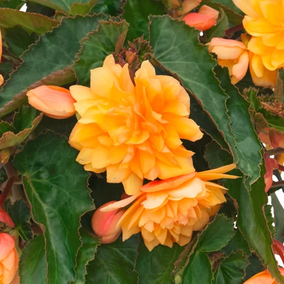 Begonia Belleconia Mango / Telt virágú begónia