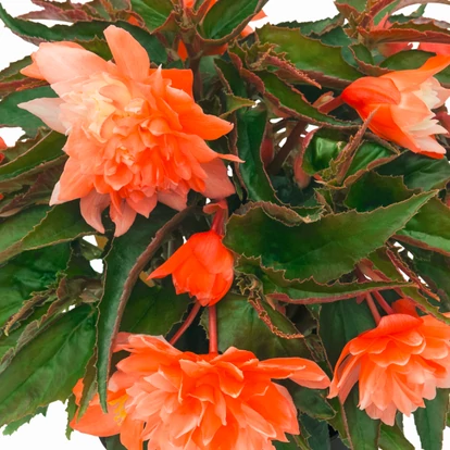 Begonia Belleconia Salmon / Telt virágú begónia