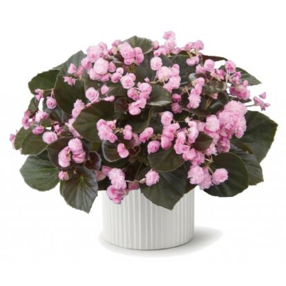Begonia Doublet Pink / Dupla virágú begónia