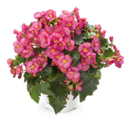 Begonia Macarose / Nagy virágú begónia