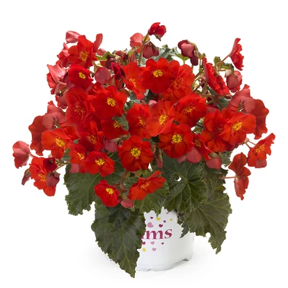 Begonia Macarouge / Nagy virágú begónia