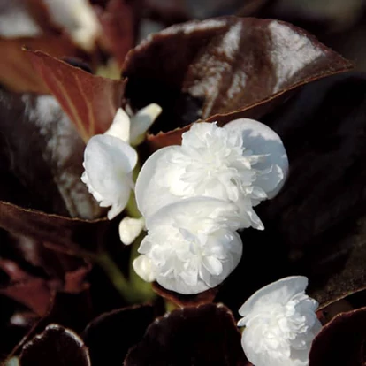 Begonia Coco White / Dupla virágú begónia