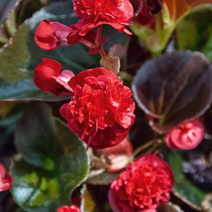 Begonia Coco Red / Dupla virágú begónia