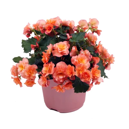 Begonia Solenia Apricot / Naptűrő begónia