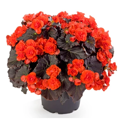 Begonia Solenia Chocolate Orange / Naptűrő begónia