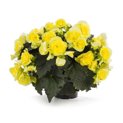 Begonia Solenia Yellow / Naptűrő begónia