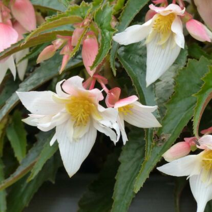 Begonia Summerwings White / Futó begónia