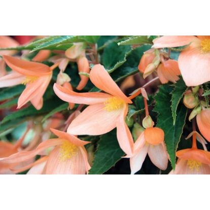 Begonia Summerwings Apricot / Futó begónia