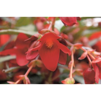 Begonia Summerwings Deep Red / Futó begónia