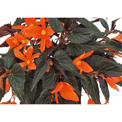 Begonia Summerwings Ebony & Orange / Futó begónia
